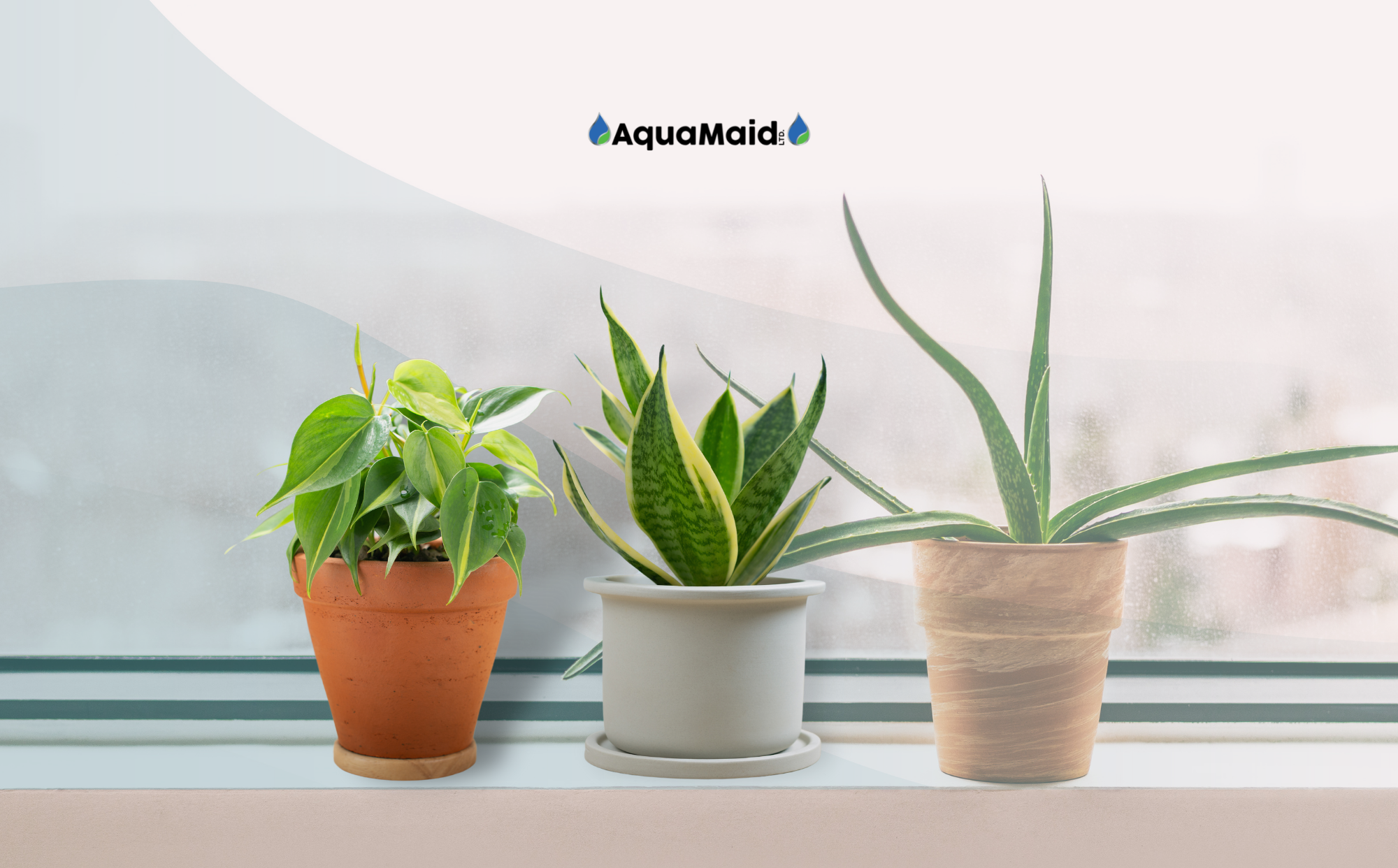 The Top 5 Air-Purifying Plants for Your Office